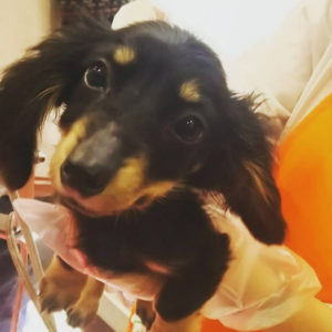 あんずプロフ写真